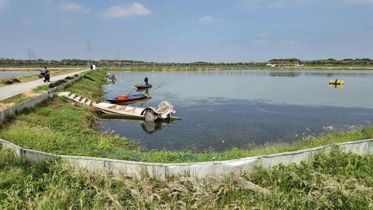 武漢江夏一地大閘蟹大量上市<strong></p>
<p>西鳳酒
</strong>，日產(chǎn)1000斤當天售完，每只螃蟹有自己的“身份證”，吃深海小黃魚長大:西鳳酒
