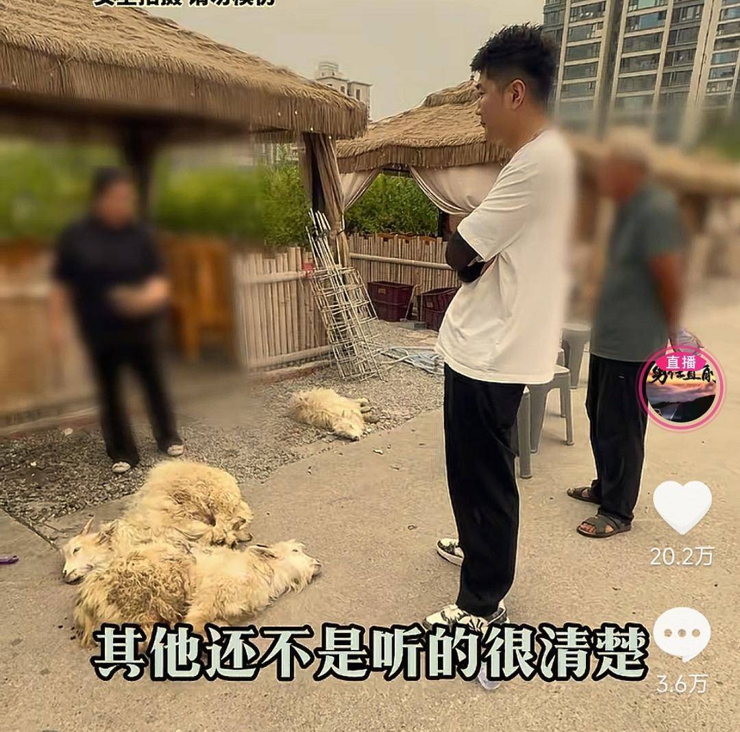 60斤活羊?qū)嶋H只有30多斤<strong></p>
<p>西鳳酒
</strong>！博主打假重慶兩家烤全羊店獲“退一賠三”:西鳳酒

